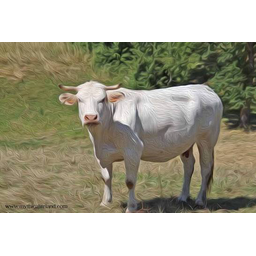white cow