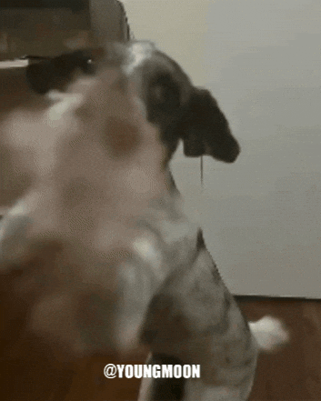 dancedog