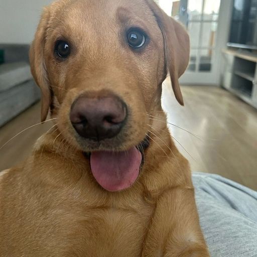 Benji