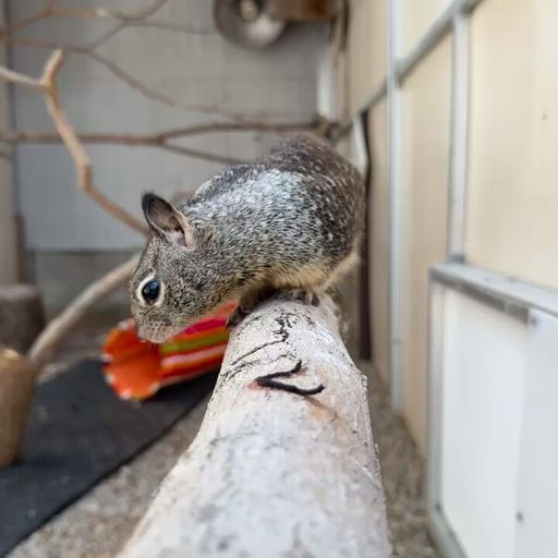 CASHEW