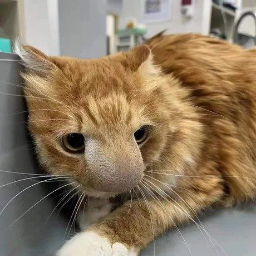 BeeCat