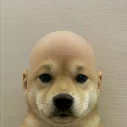 wifout