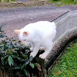 Gatoelho