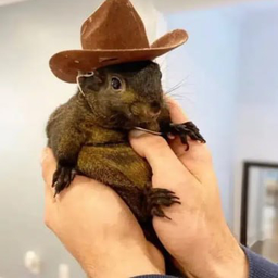 Pnut