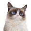 GRUMPYCAT