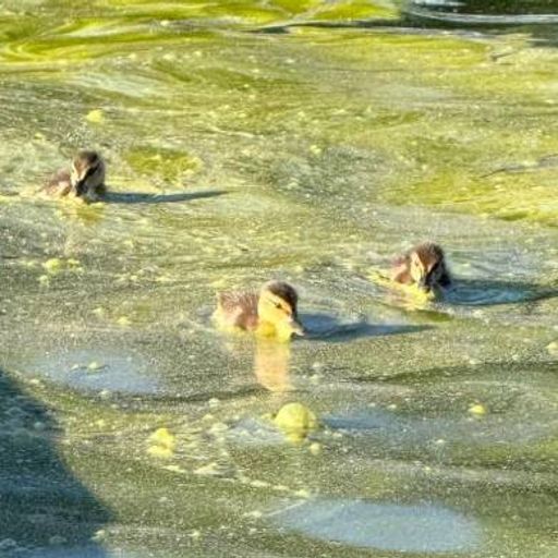 Ducklings