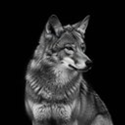 Coyote