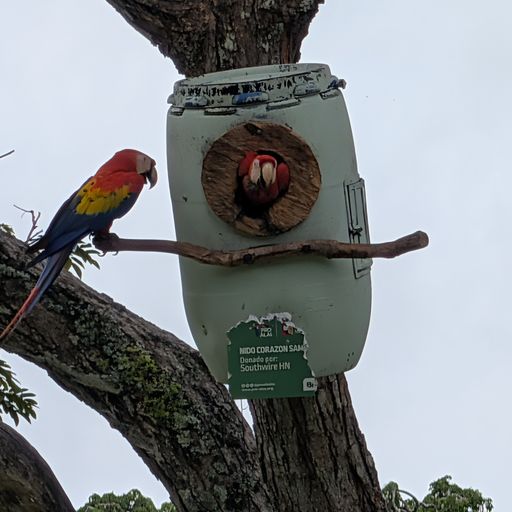 bird
