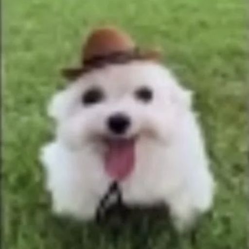 woof