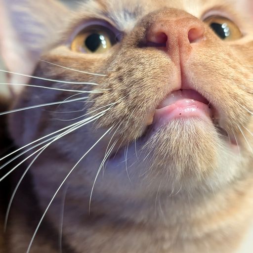 LIP