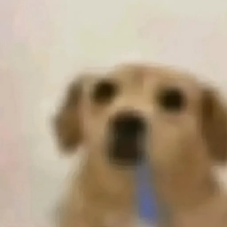 drooler