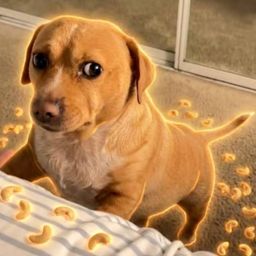 Cashew