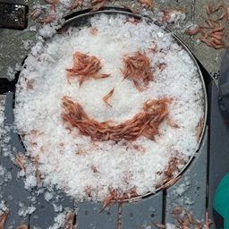 Shrimp