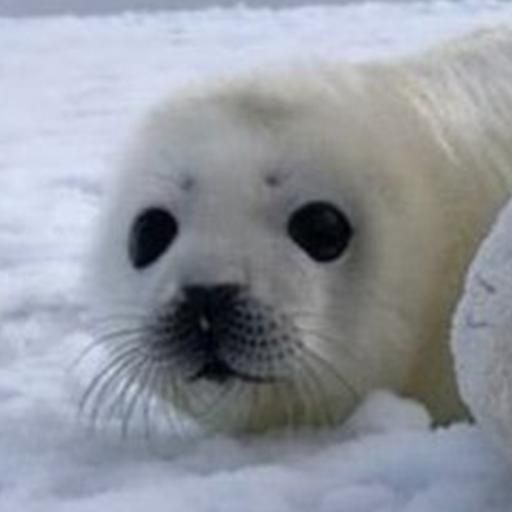 sealtwt