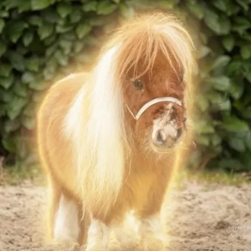 Sebastian