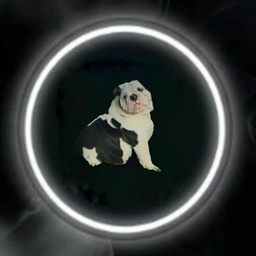 dooliedog