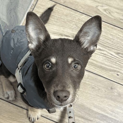 ENZO