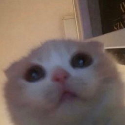hello