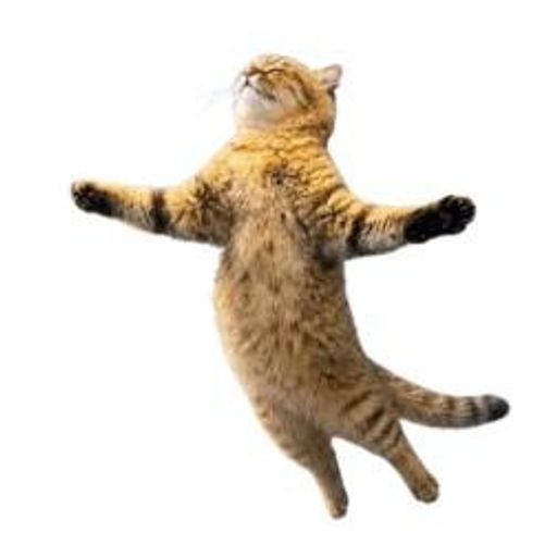 el gato