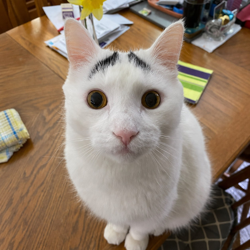 SAM