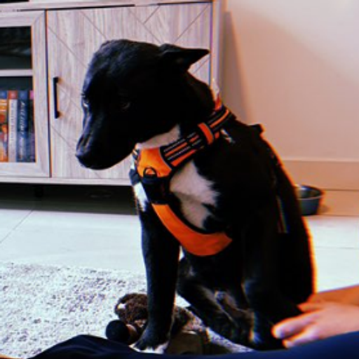 Zeus
