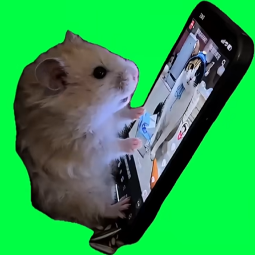 Hamster