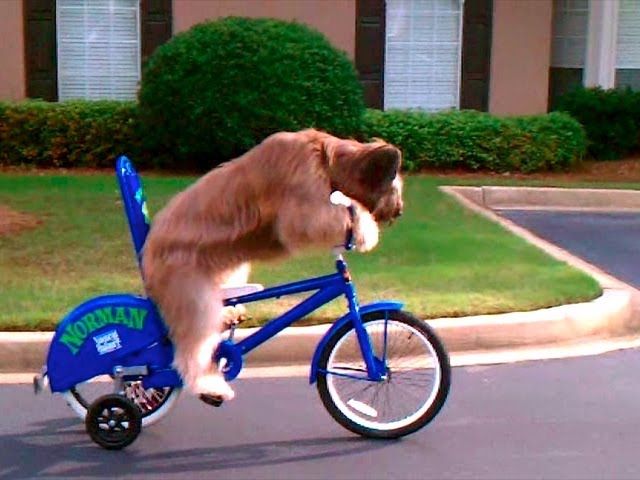 dogcycle