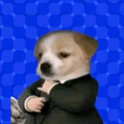 suitdog