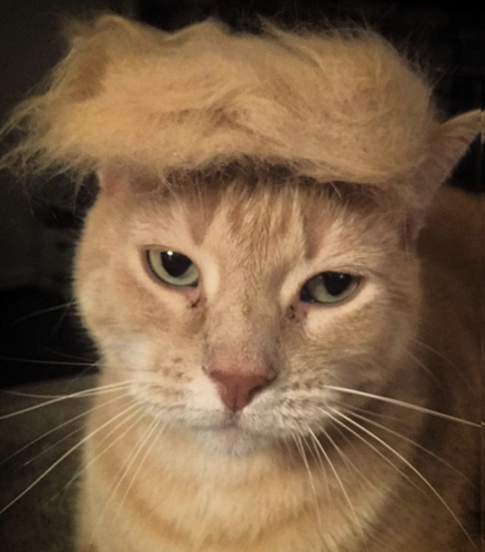 catnald