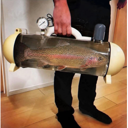 trout