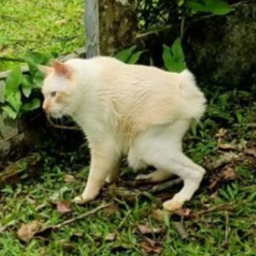 Nenem