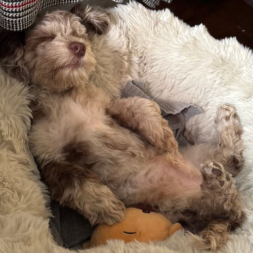 dogchill