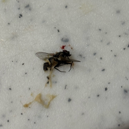 deadfly 