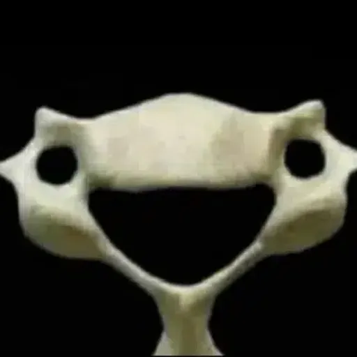 Vertebra