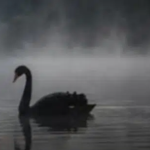 BlackSwan