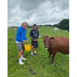 Thors cow