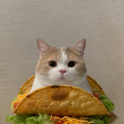 tacocat
