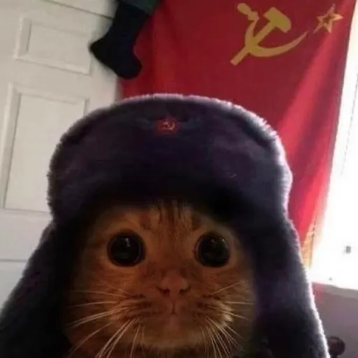 CCPCAT