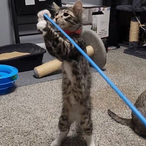 starcat