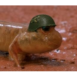 Trenchfoot