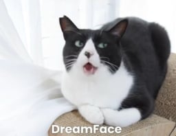 DREAMFACE
