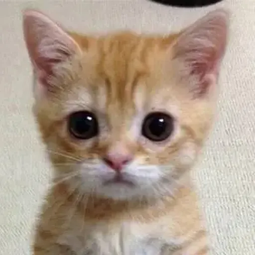 gato