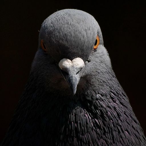 Pigeon