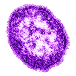 MeaslesVirus