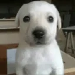 Perro