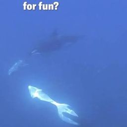 EvilOrcas