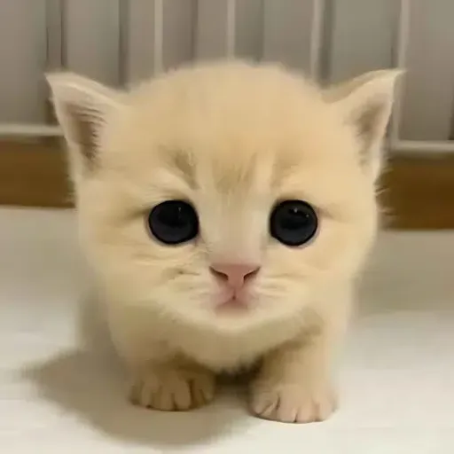 Mimi