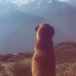 anything