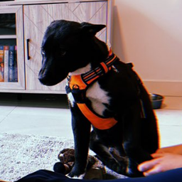 Zeus