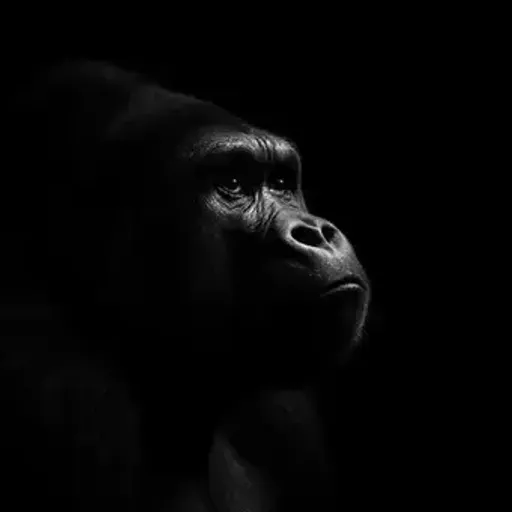 GORILLA